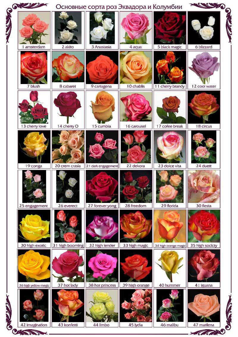 Как купить Розы и как ухаживать за розами - Интернет-магазин Студия цветов  45